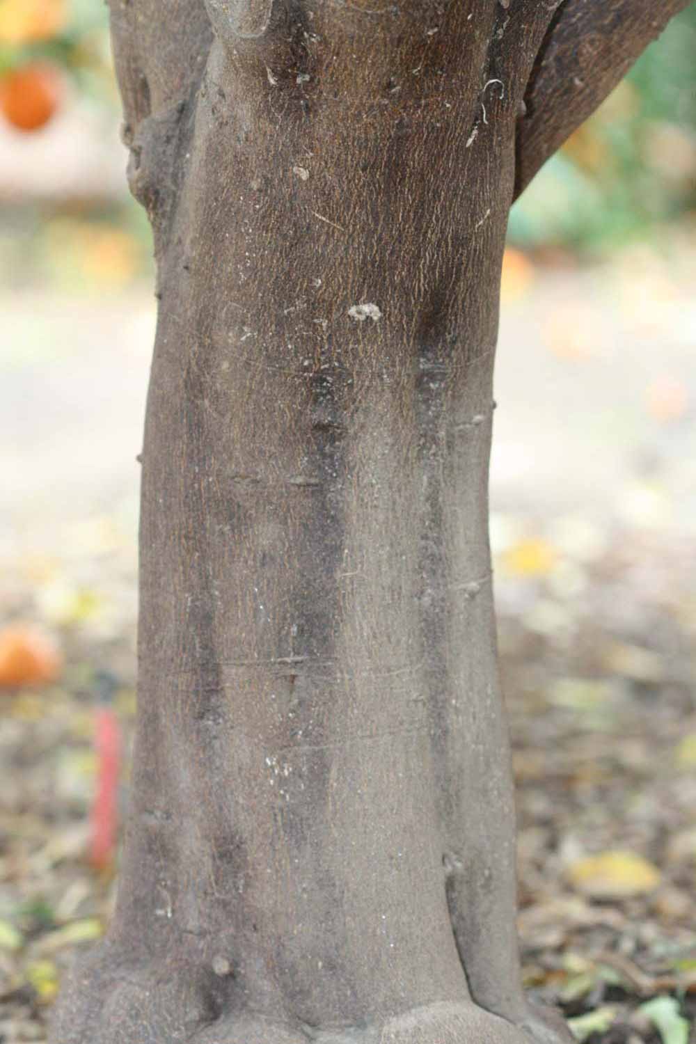              Bark (Clementina Fina, Riverside, CA)       